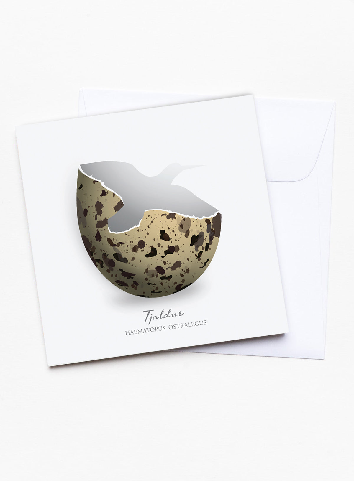 Tjaldur - Greeting card